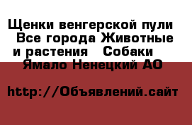 Щенки венгерской пули - Все города Животные и растения » Собаки   . Ямало-Ненецкий АО